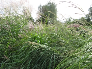 Wiederhold Garten Langerwisch Foto Brandt